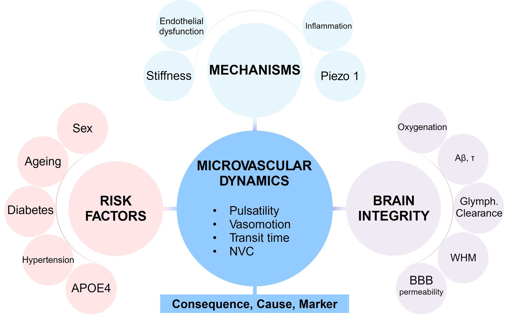 Framework linking cardiometabolic risk factors, microvascular dynamics, underlying mechanisms and brain integrity